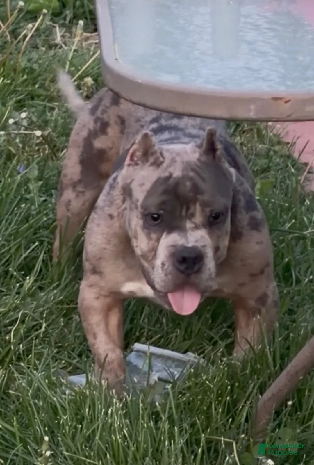 American Bully dogs for sale: Avenga - Ad 1