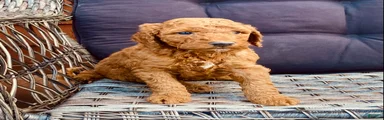 Standard Poodle 3