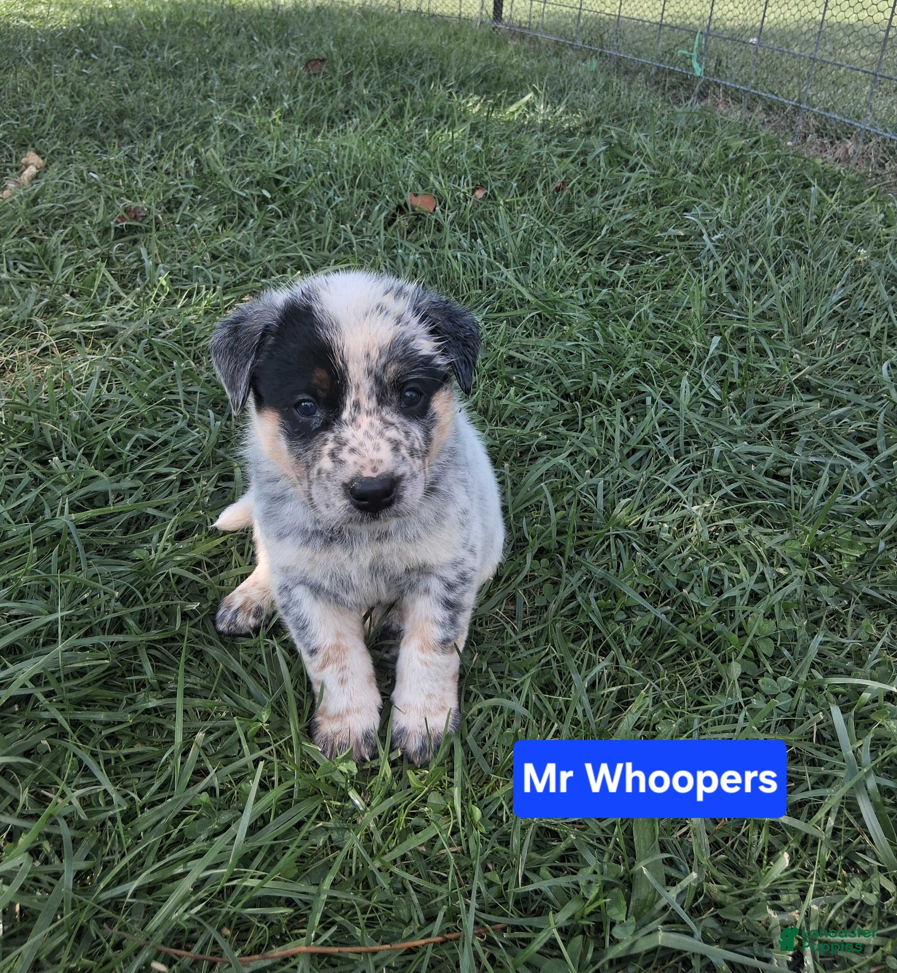 Australian Cattle Dog dogs Australian Cattle Dog  Mr. Whoopers     AKC Registration  - Ad 1