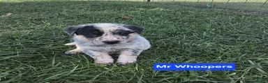 Australian Cattle Dog  Mr. Whoopers     AKC Registration 