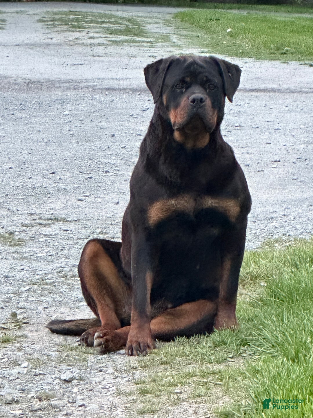 Rottweiler dogs for sale: Rottweiler Puppy 1 - Ad 4