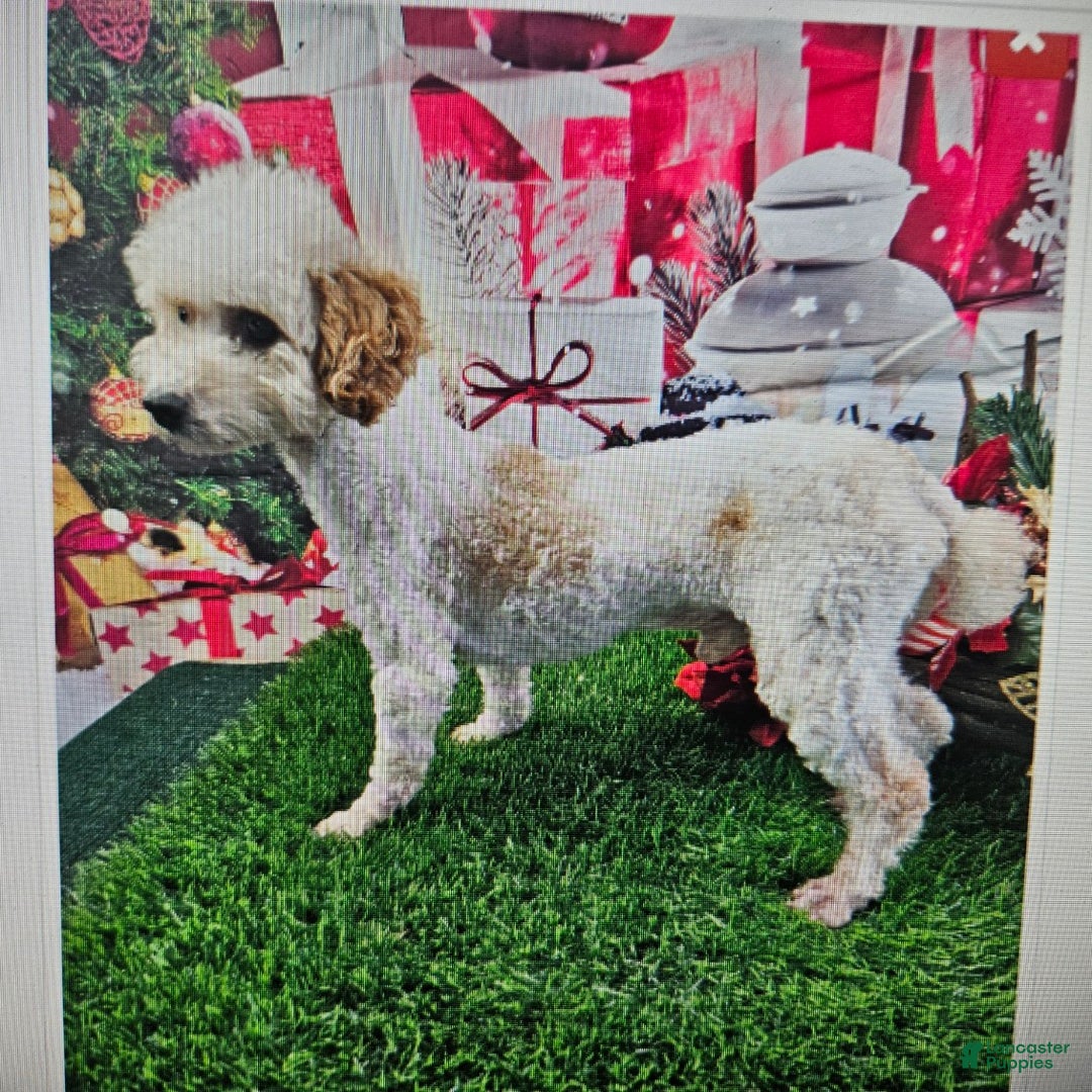 Toy Poodle dogs for sale: Timmy - Ad 10