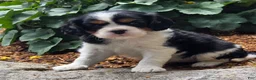 Cavalier King Charles Spaniel dogs for sale: Peony - Ad 3