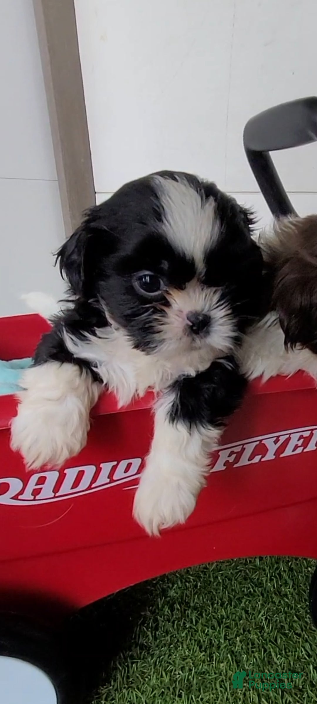 Shih Tzu dogs Oreo - Ad 1