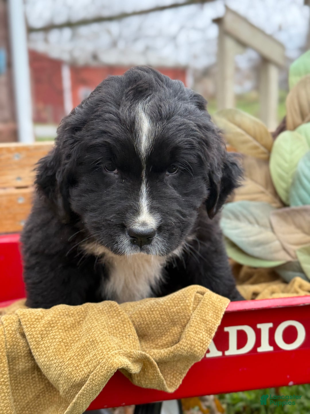 Mixed Breed dogs for sale: Whiskey - Ad 6