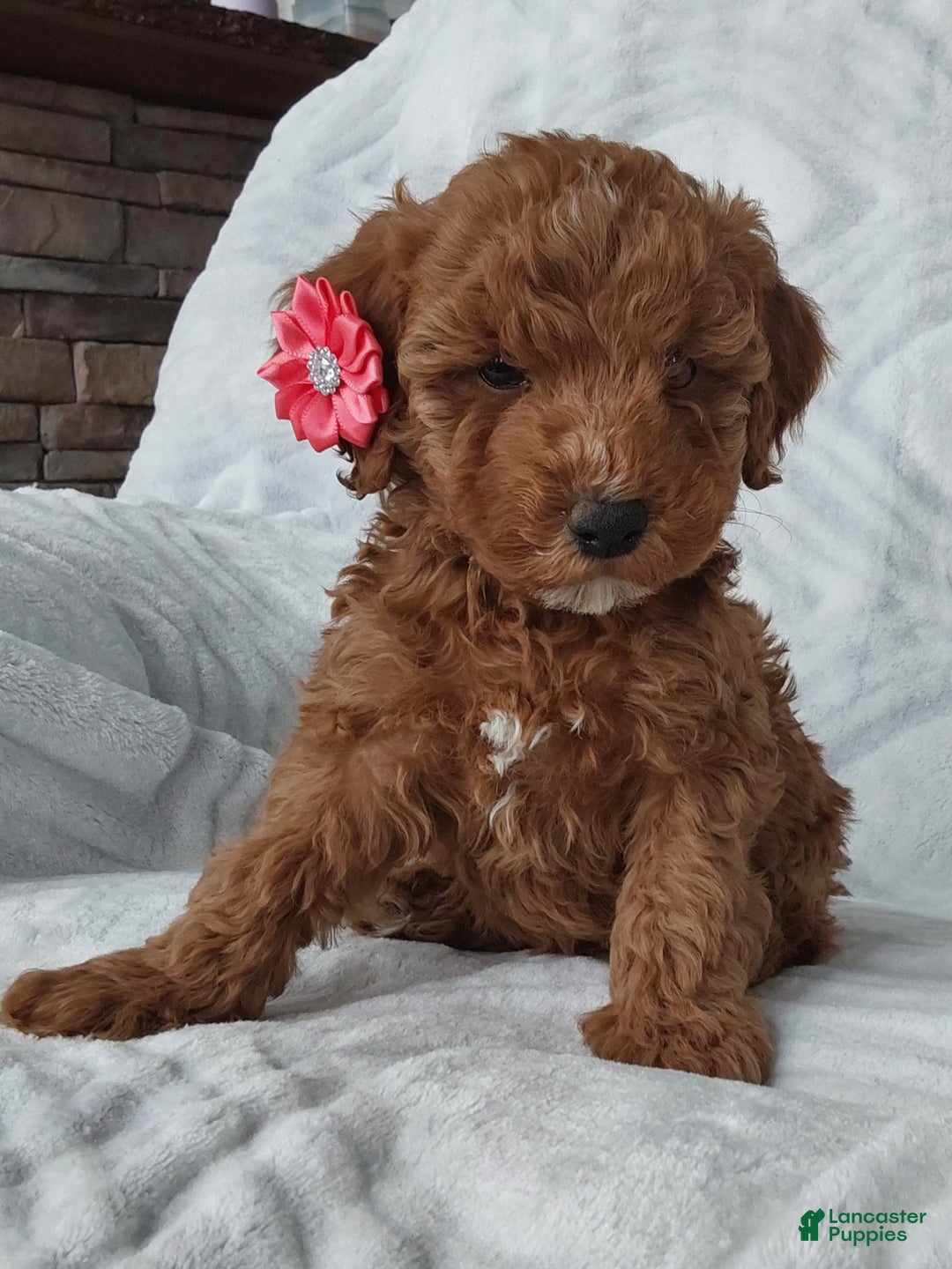 Cavapoo dogs for sale: Cavapoo Puppy 3 Zoey - Ad 2