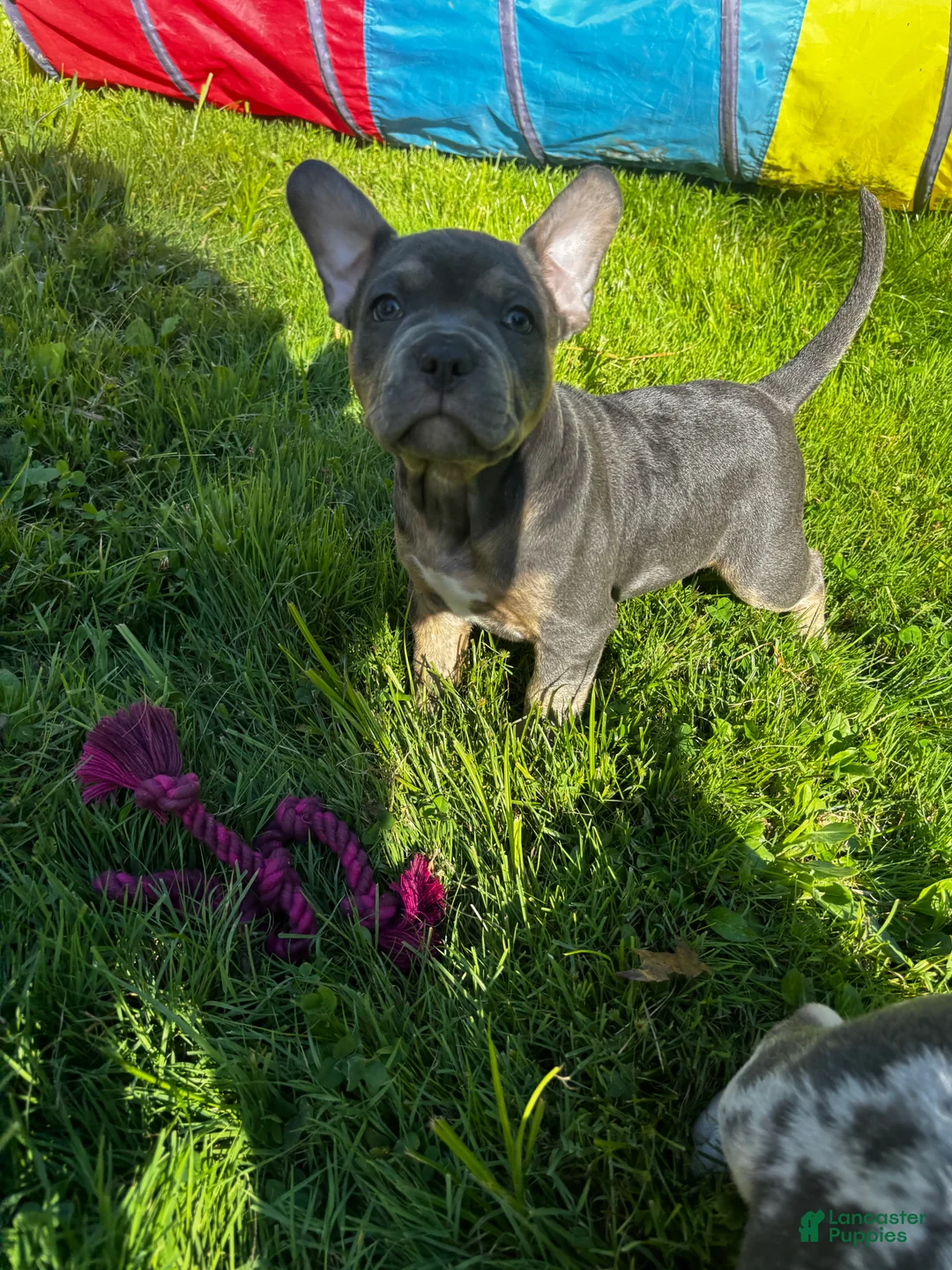 American Bully dogs for sale: Bluey  - Ad 2
