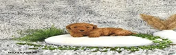 Toy Poodle dogs for sale: Jasper - Ad 3
