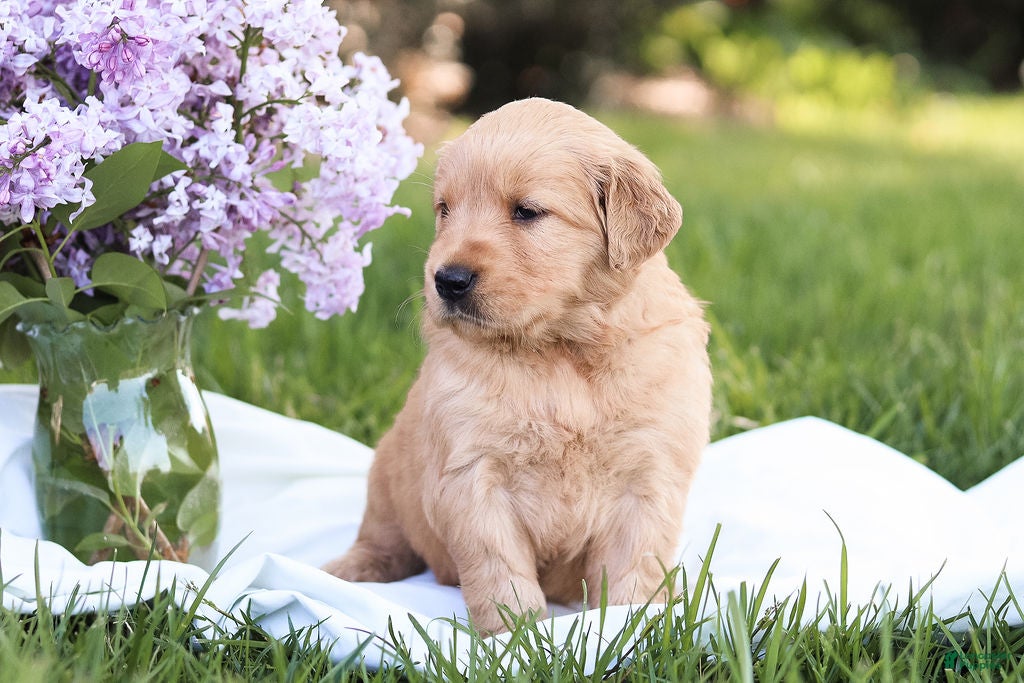 Golden Retriever dogs Golden Retriever Puppy 5 - Ad 38