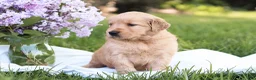 Golden Retriever dogs for sale: Golden Retriever Puppy 5 - Ad 1