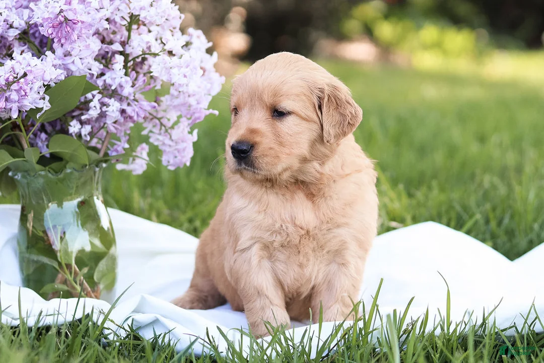 Golden Retriever dogs for sale: Golden Retriever Puppy 5 - Ad 1