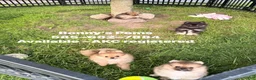 Pomeranian dogs for sale: Junior - Ad 5