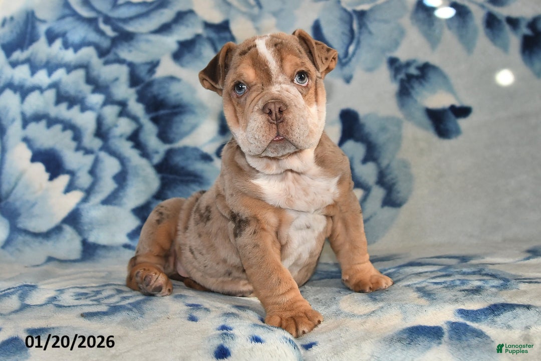 Beabull dogs for sale: Truffles  - Ad 3