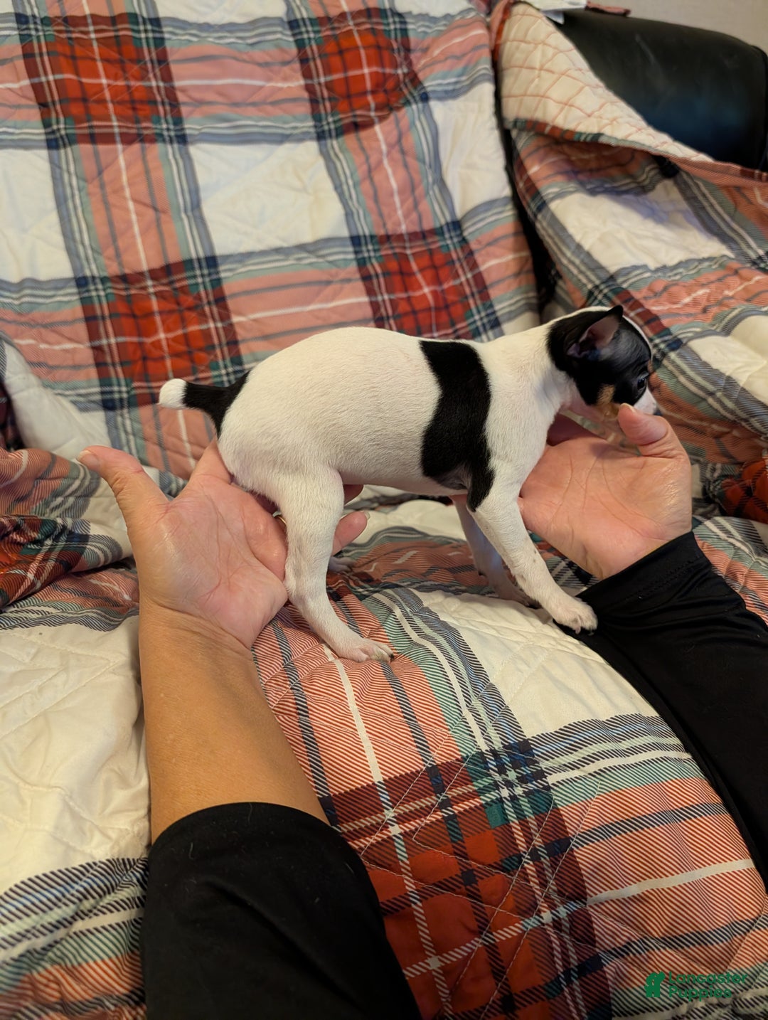 Mixed Breed dogs for sale: Phoebe - Ad 2