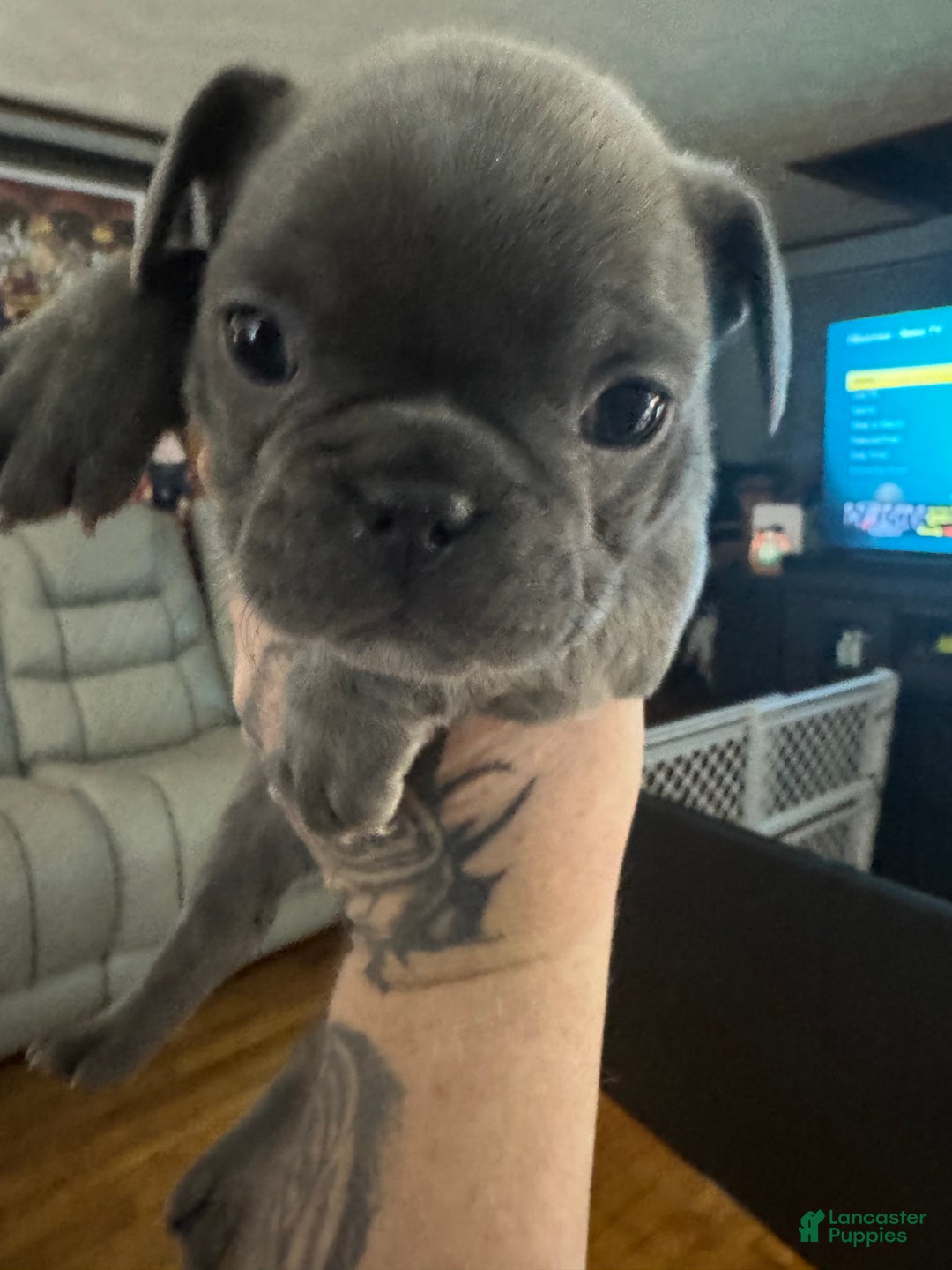 French Bulldog dogs for sale: Baby girl - Ad 5