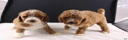 Mini Goldendoodle dogs for sale: Paislee - Ad 10