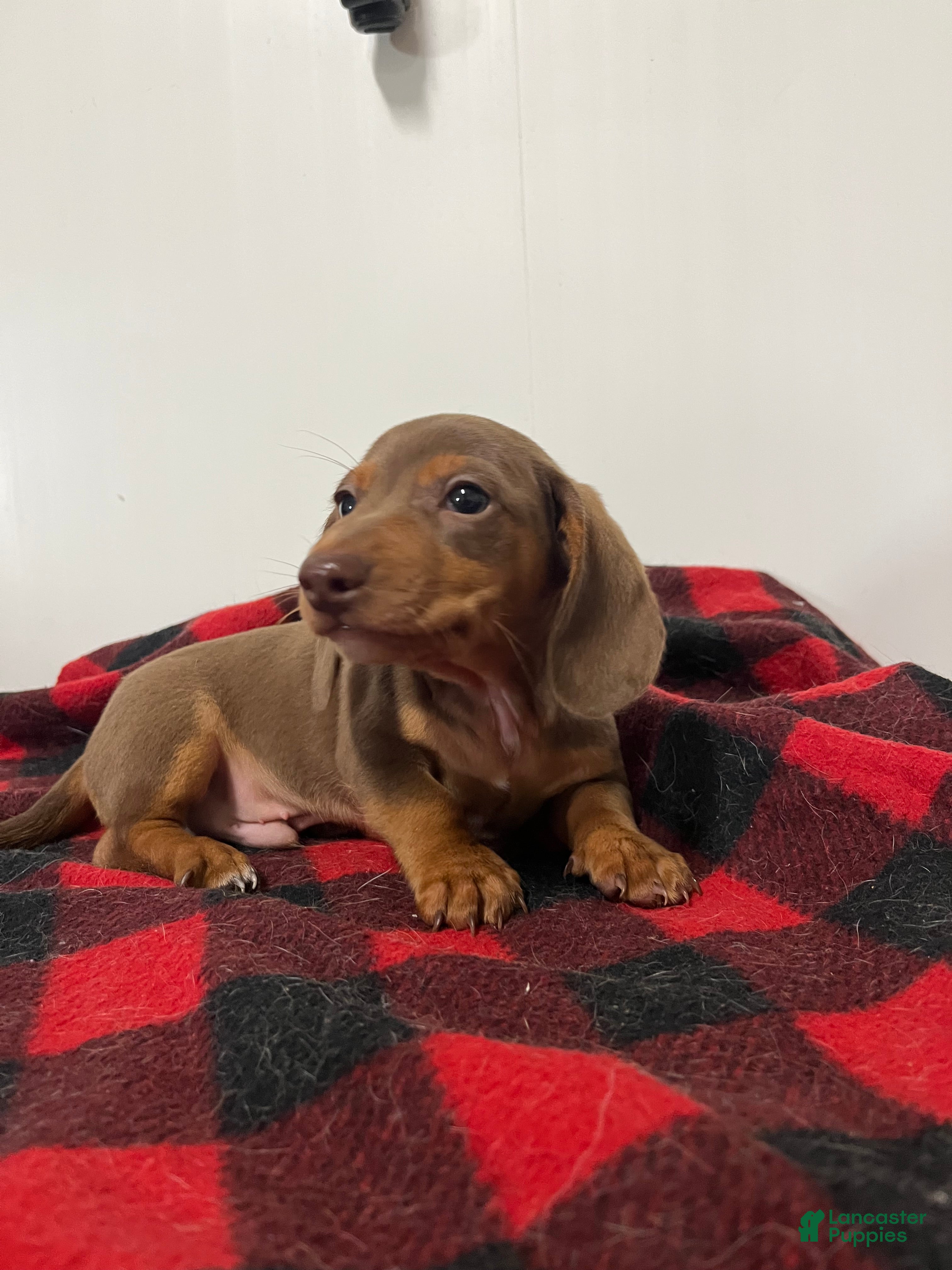 Miniature Dachshund dogs Gunther  - Ad 2