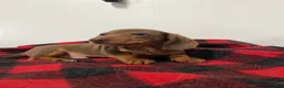 Miniature Dachshund dogs for sale: Gunther  - Ad 2