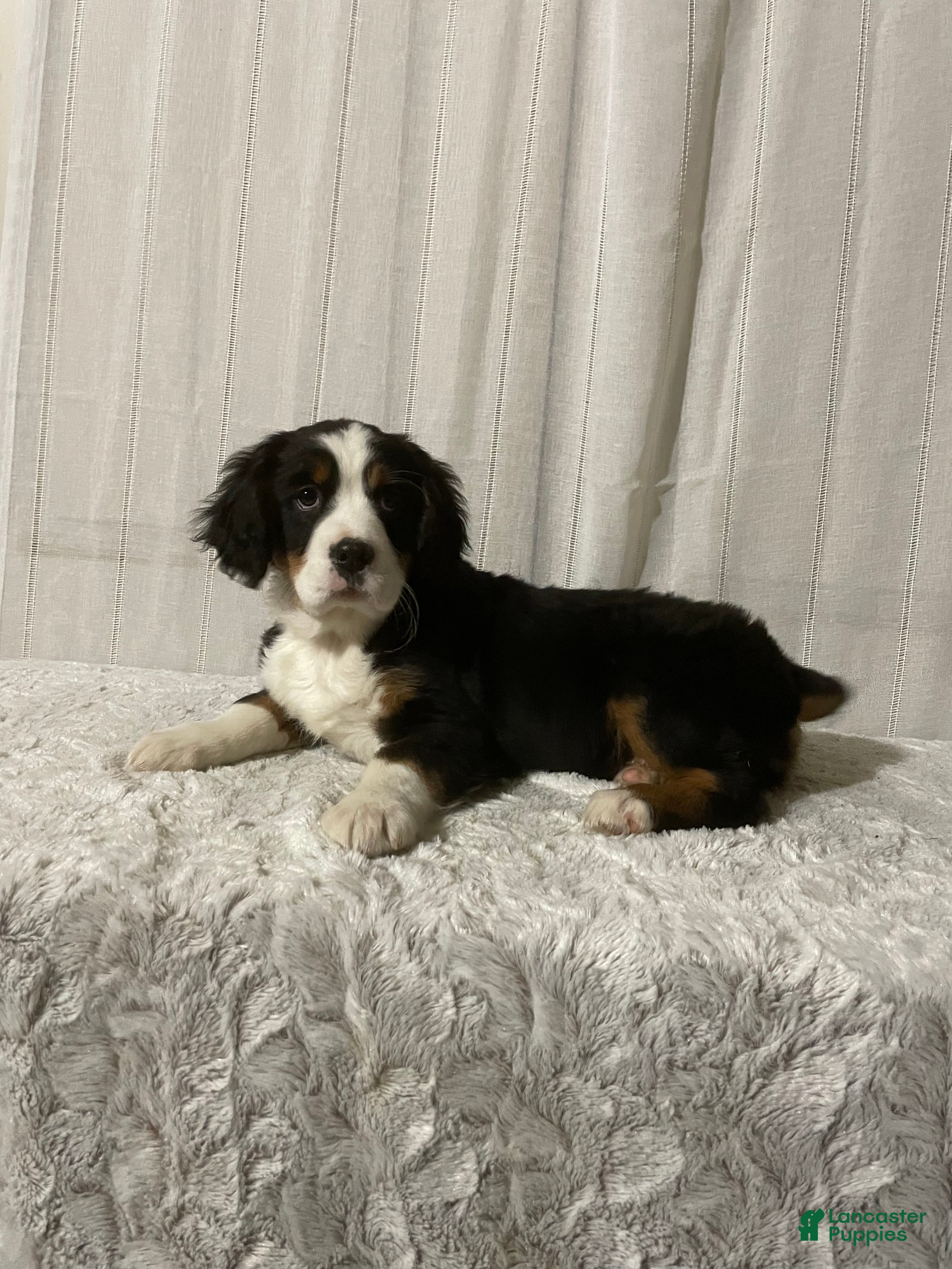 Miniature Bernese Mountain Dog dogs Vincent - Ad 1