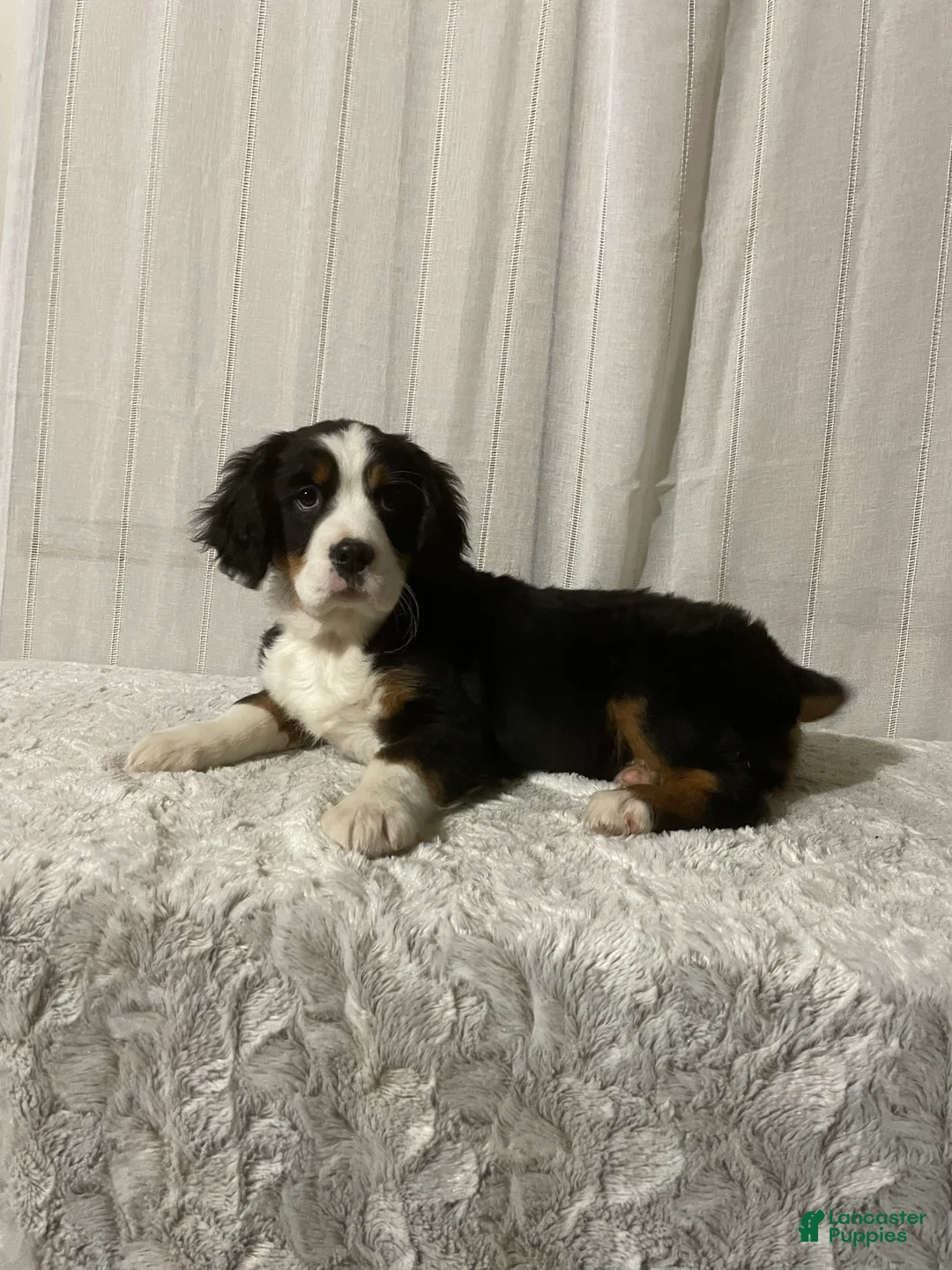 Miniature Bernese Mountain Dog dogs for sale: Vincent - Ad 1