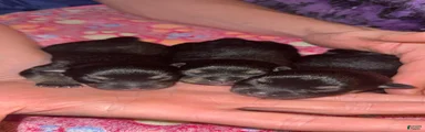 Chihuahua 1