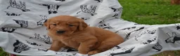Golden Retriever dogs for sale: Gabby - Ad 2