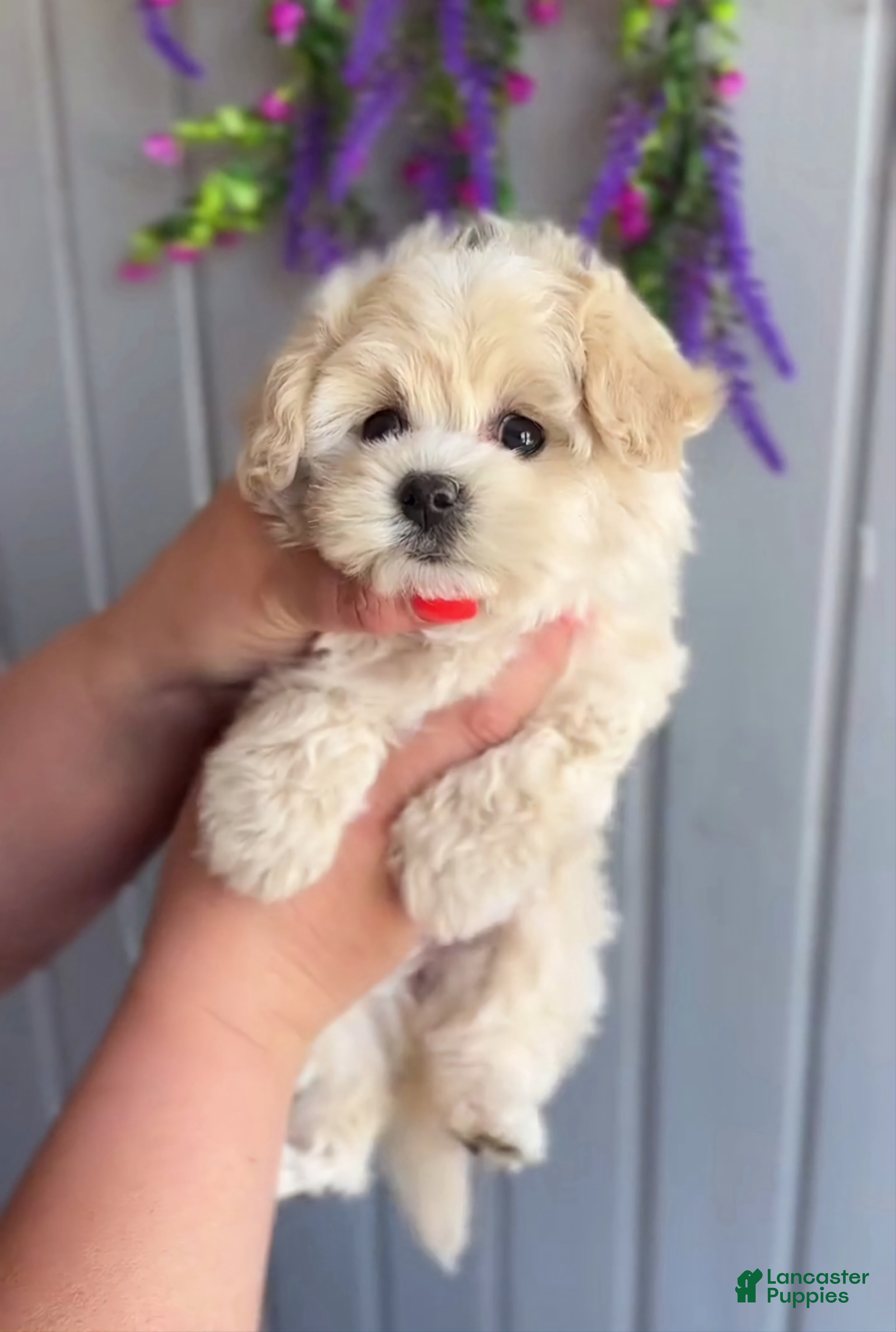 Maltipoo dogs for sale: Larry - Ad 13