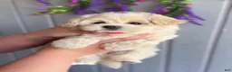 Maltipoo dogs for sale: Larry - Ad 1