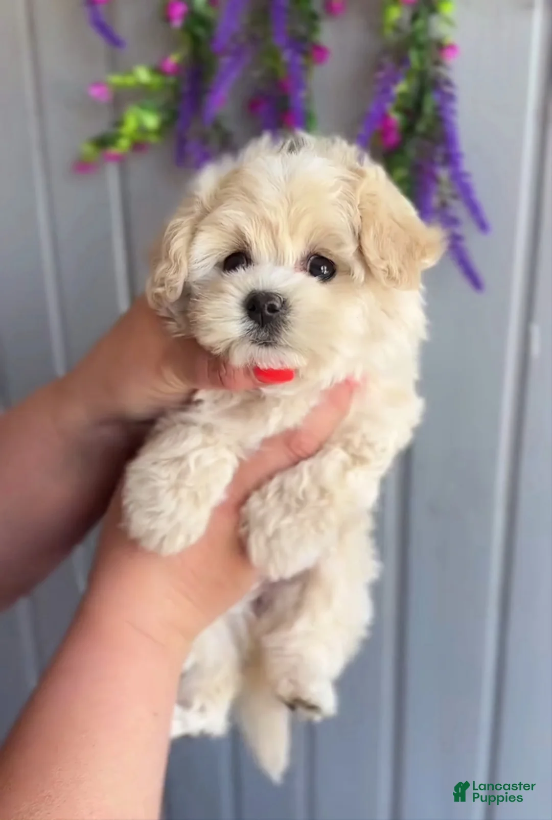 Maltipoo dogs for sale: Larry - Ad 1