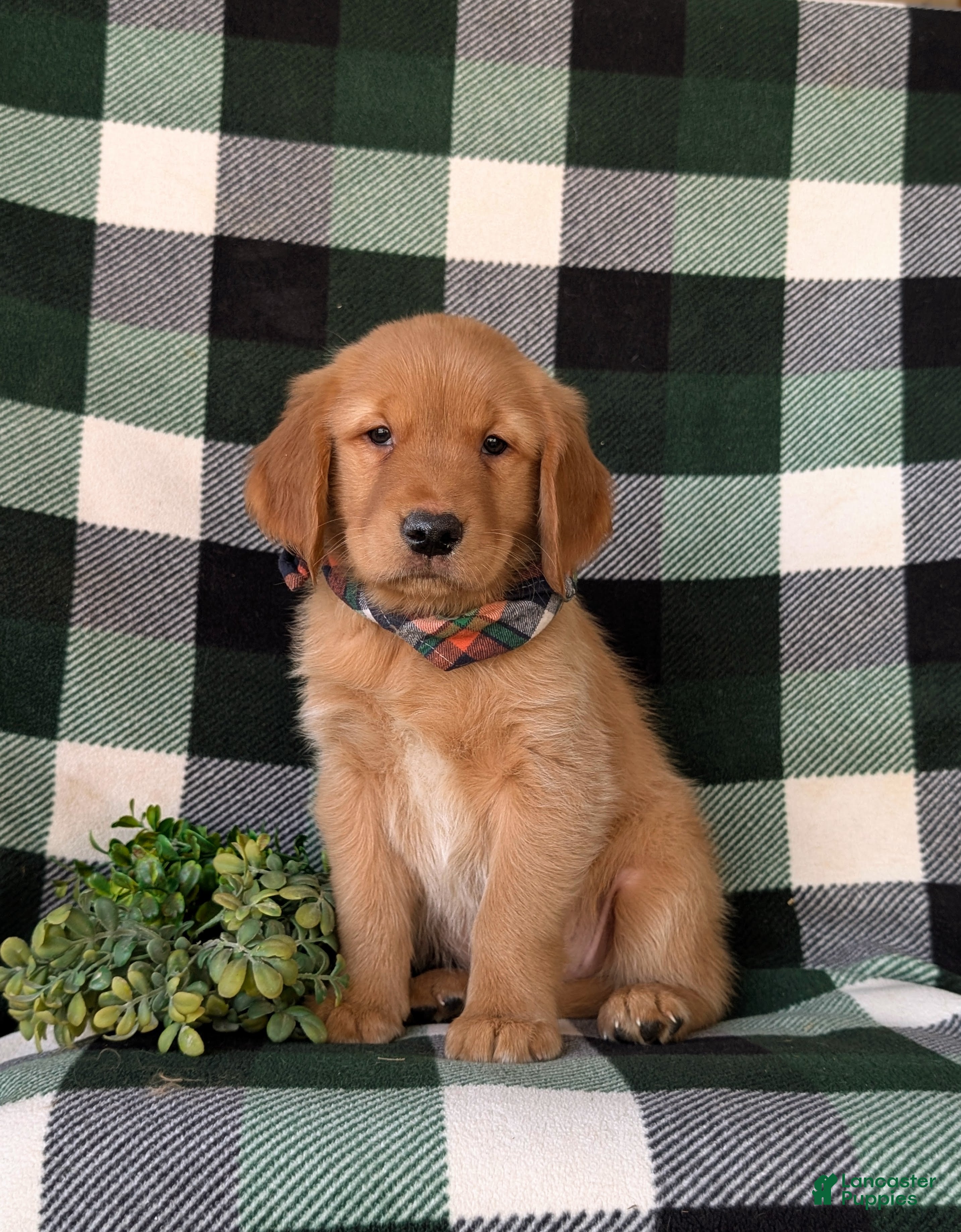 Golden Retriever dogs Coleman - Ad 1