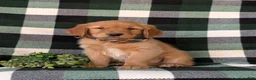 Golden Retriever dogs for sale: Coleman - Ad 1