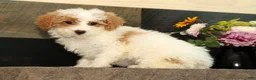 Miniature Poodle dogs for sale: Lilac - Ad 2