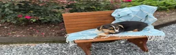 Welsh Corgi Pembroke dogs for sale: Juno - Ad 16
