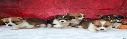 Welsh Corgi Pembroke dogs for sale: Audrey🦴  - Ad 18