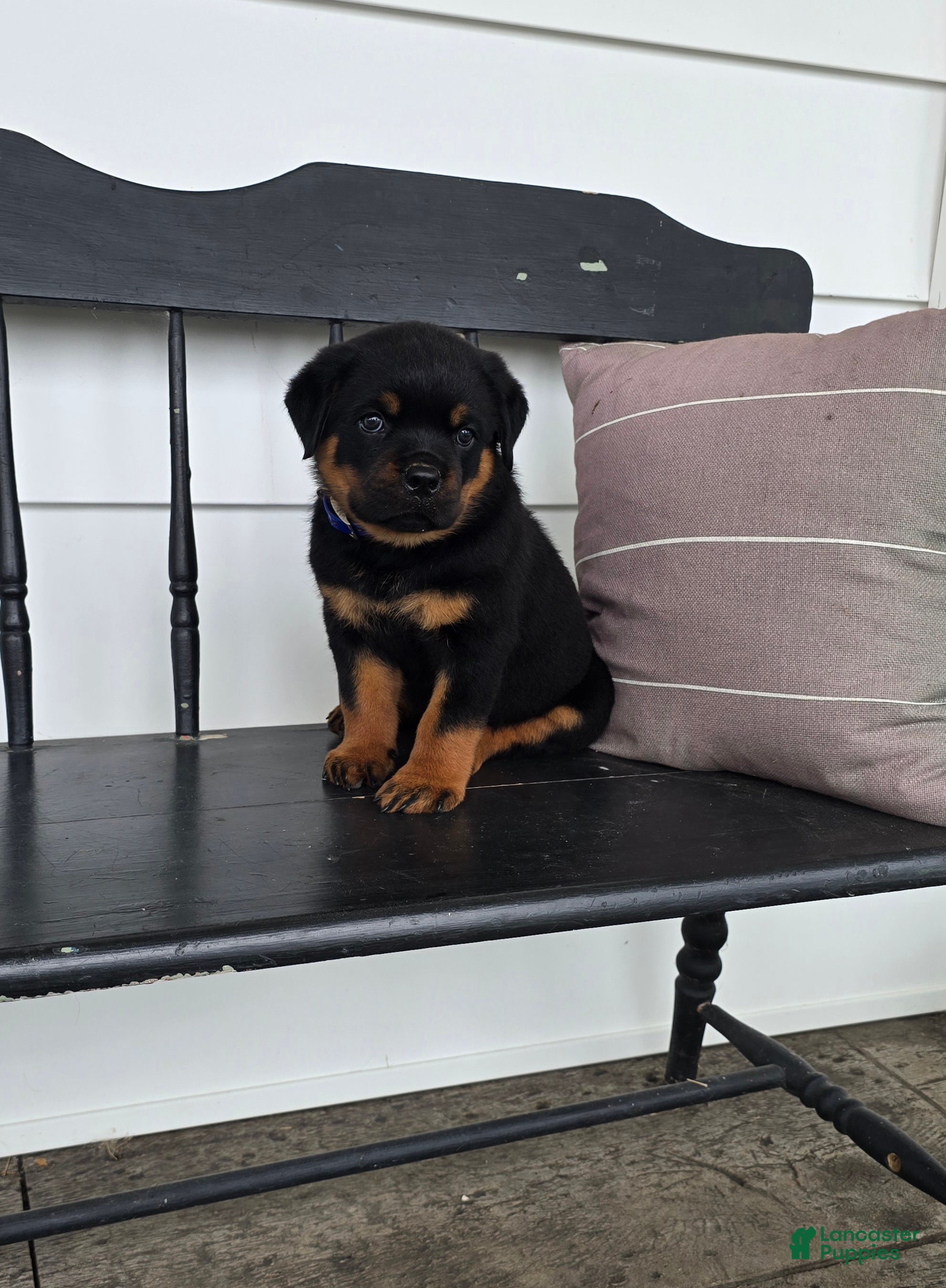 Rottweiler dogs Terry  - Ad 1