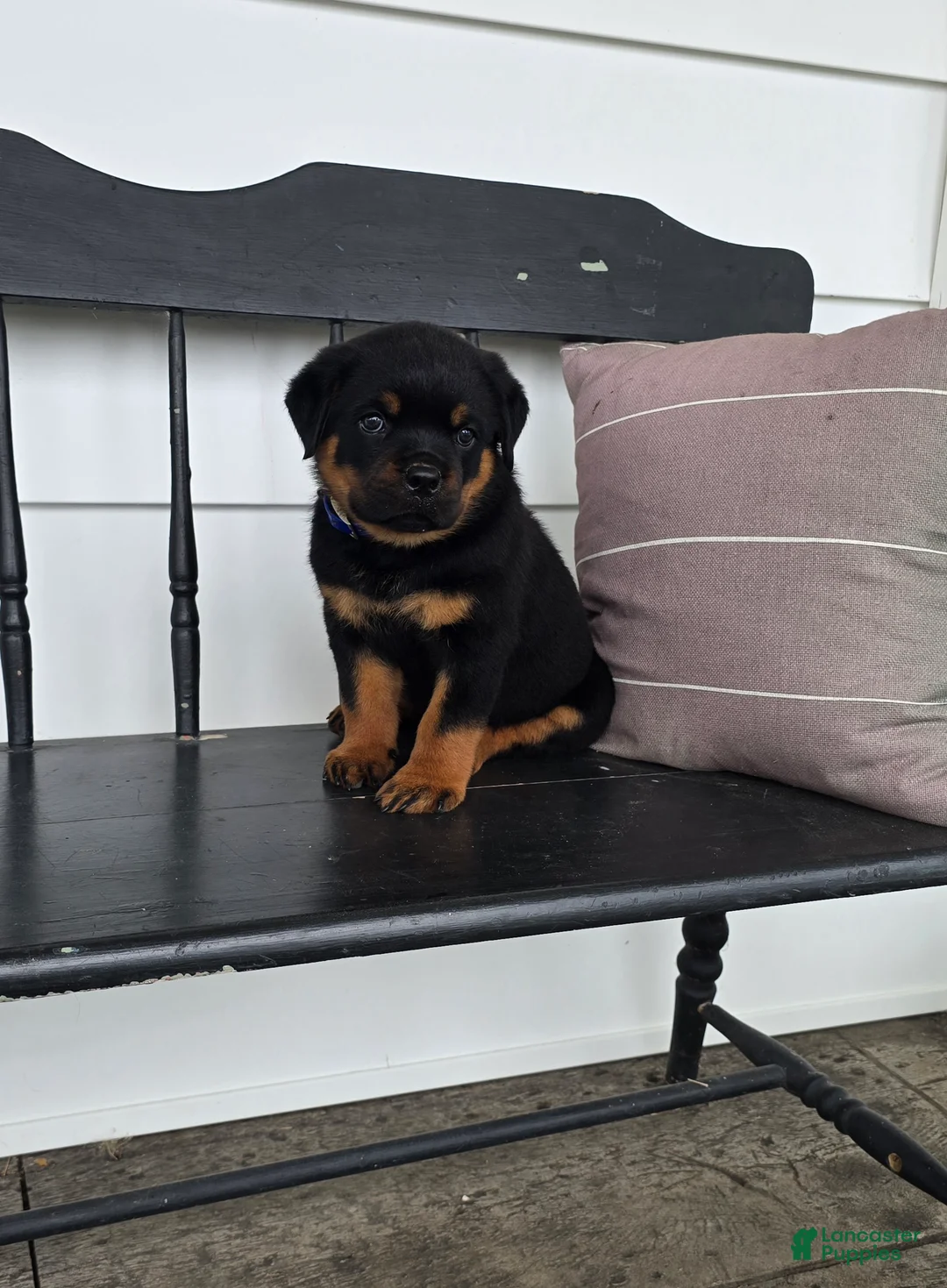 Rottweiler dogs for sale: Terry  - Ad 1