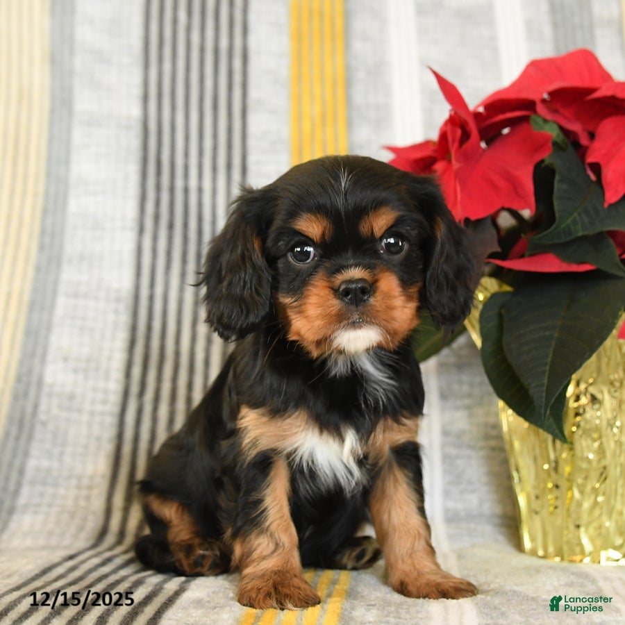 Cavalier King Charles Spaniel dogs Coco  - Ad 10