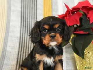 Cavalier King Charles Spaniel dogs Coco - Ad 15