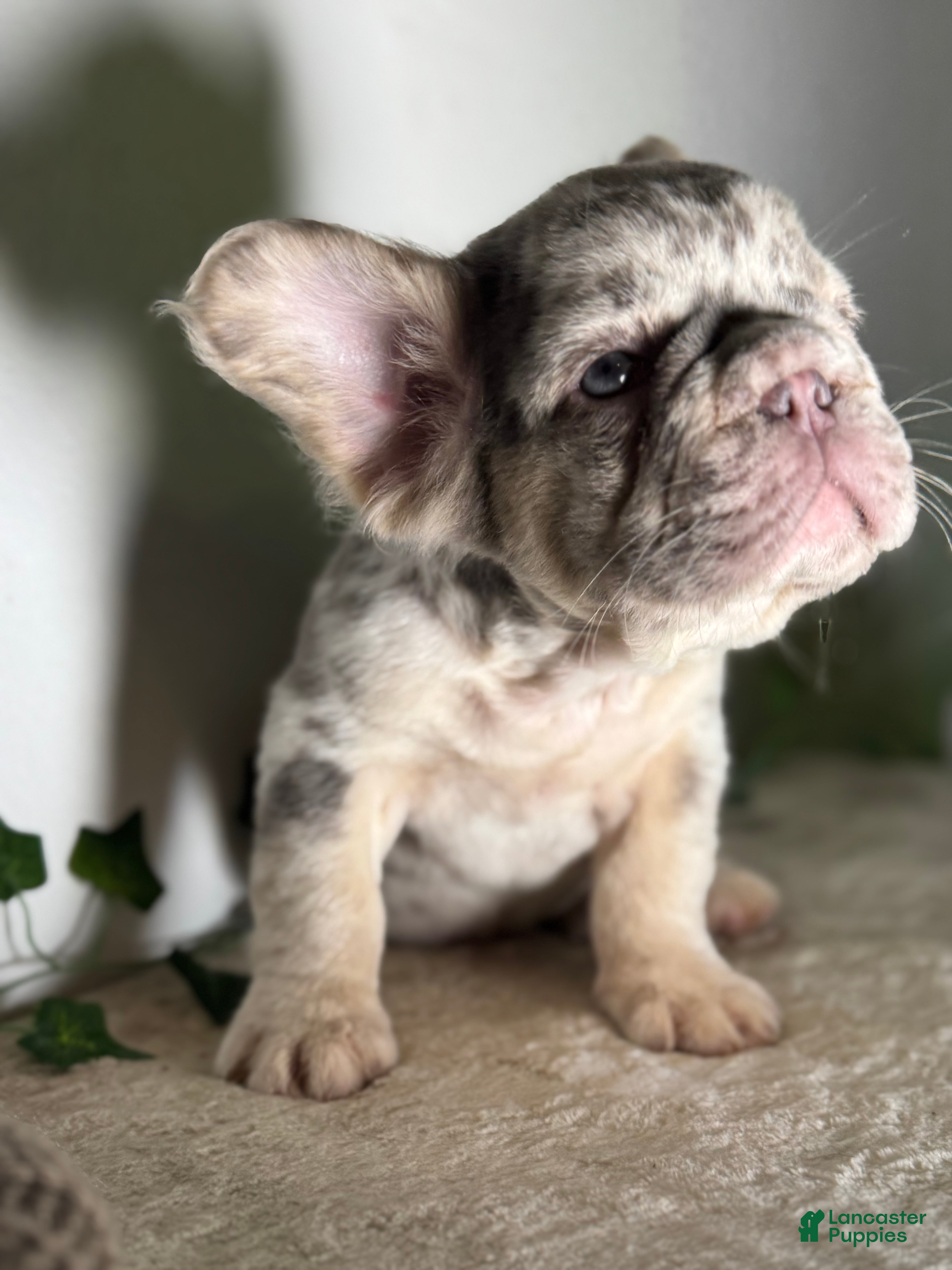 French Bulldog dogs Big Rope Lilac tan Merle Fluffy Male  - Ad 4