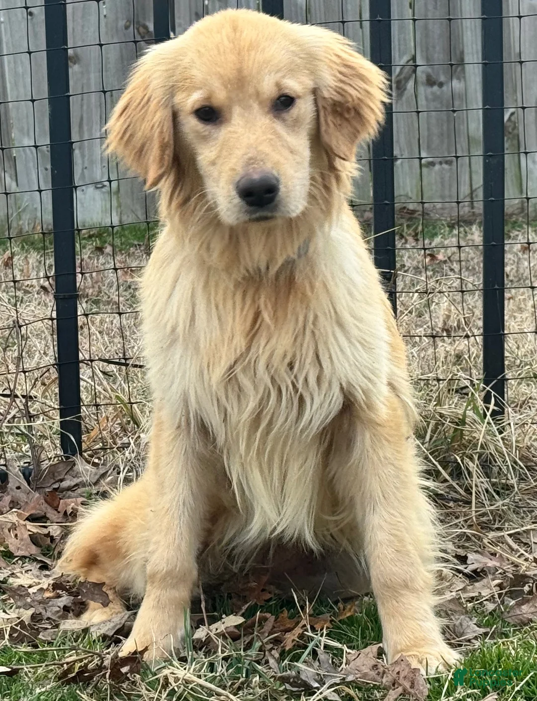 Golden Retriever dogs for sale: Loot - Ad 1