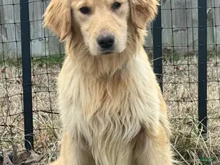 Golden Retriever dogs Loot - Ad 38