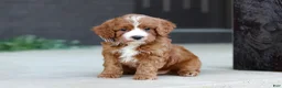 Cavapoo dogs for sale: Kobe - Ad 7