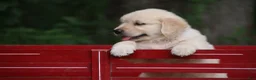 Golden Retriever dogs for sale: Golden Retriever 1 - Ad 5