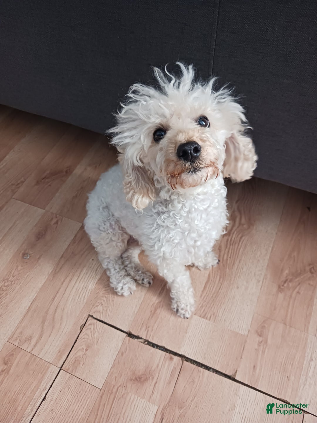 Toy Poodle dogs for sale: Polly - Ad 15