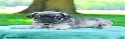 Pug dogs for sale: Arthur - Ad 3