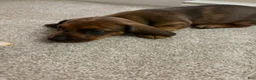 Miniature Dachshund dogs for sale: Miniature Dachshund 1 - Ad 2