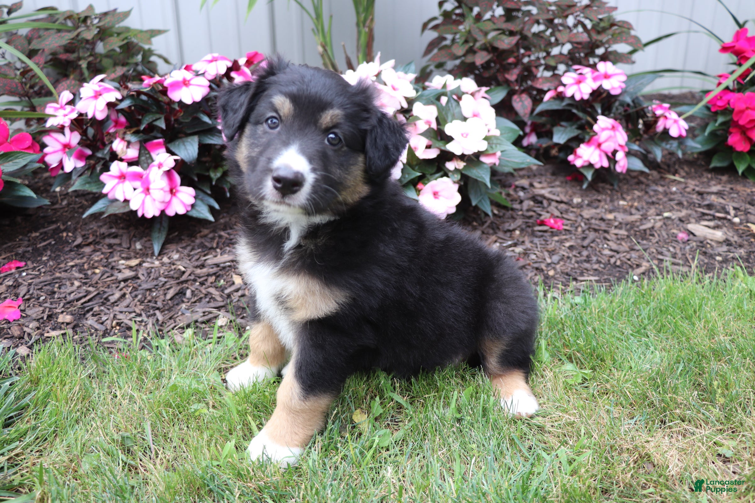 Australian Shepherd dogs for sale: Midnight - Ad 1