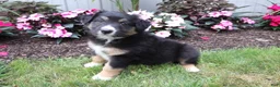 Australian Shepherd dogs for sale: Midnight - Ad 1