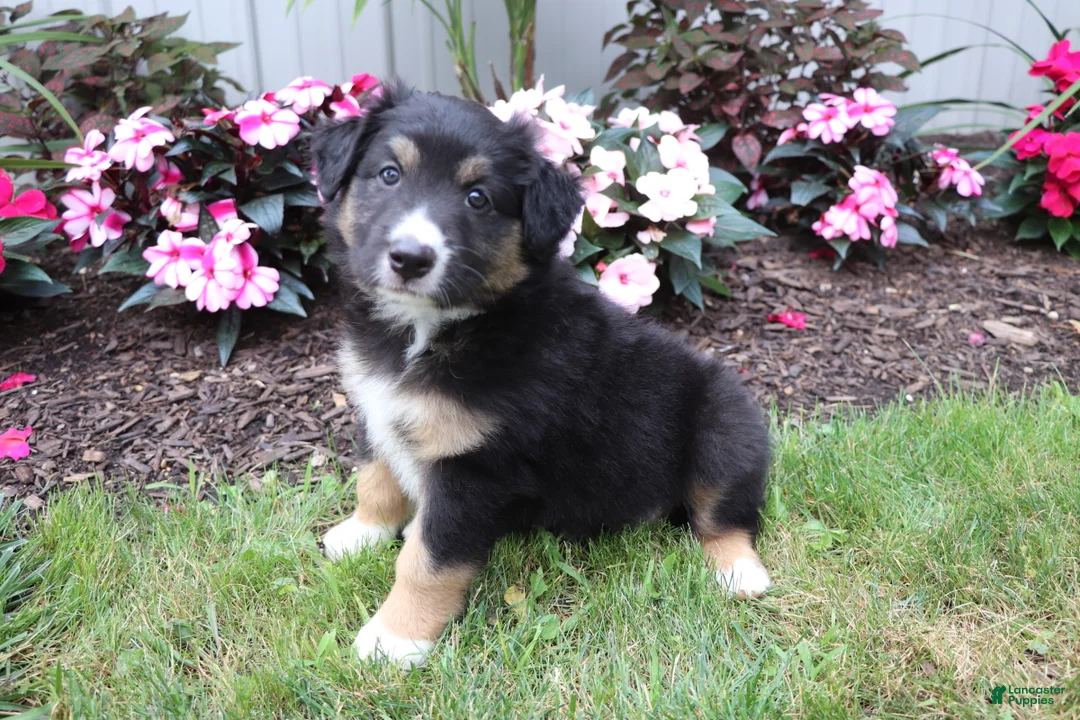 Australian Shepherd dogs for sale: Midnight - Ad 1