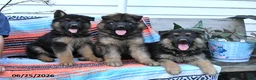 German Shepherd dogs for sale: Leo - Ad 3